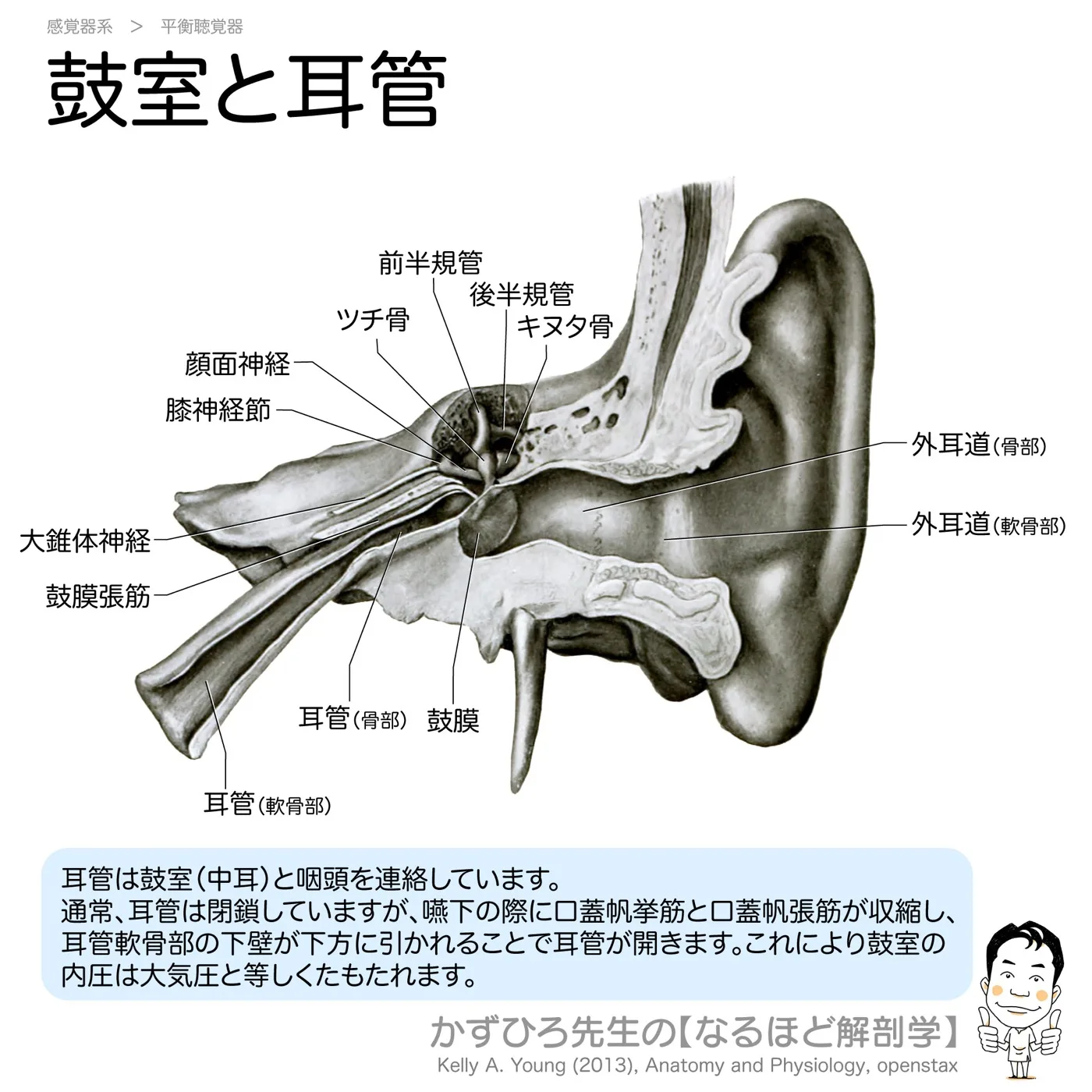 鼓室と耳管