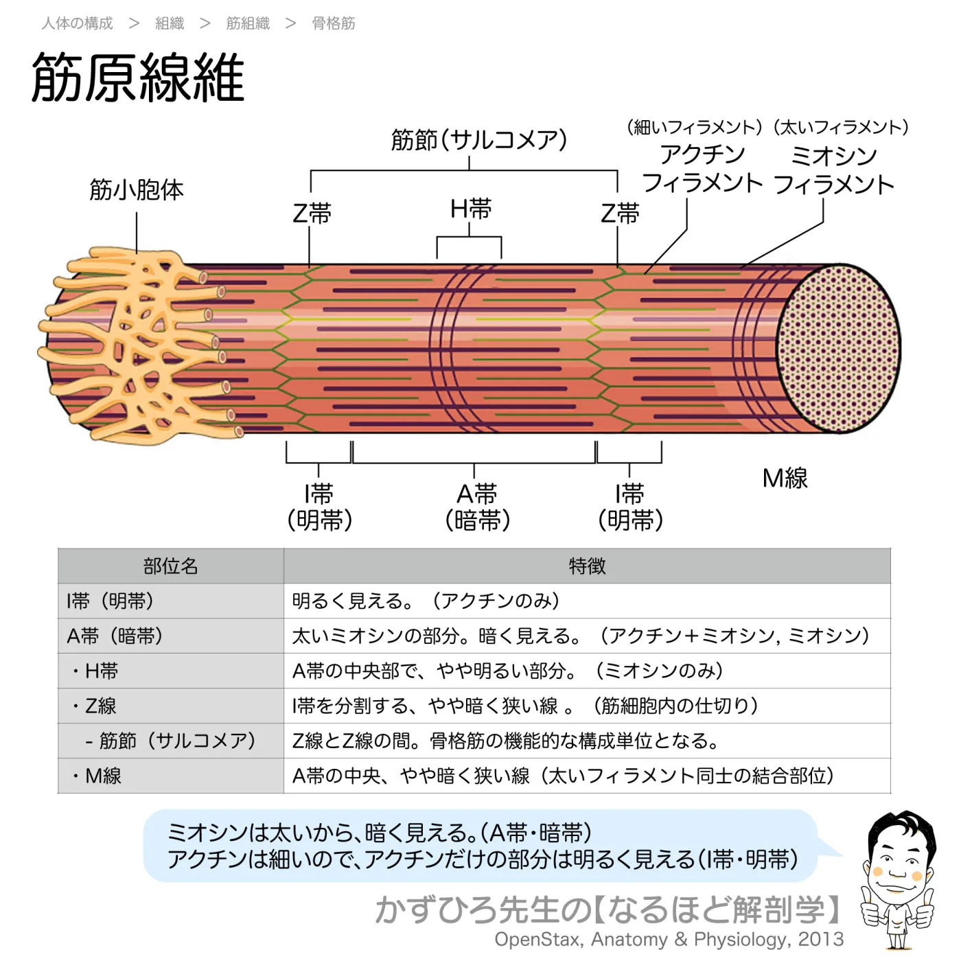 筋原線維