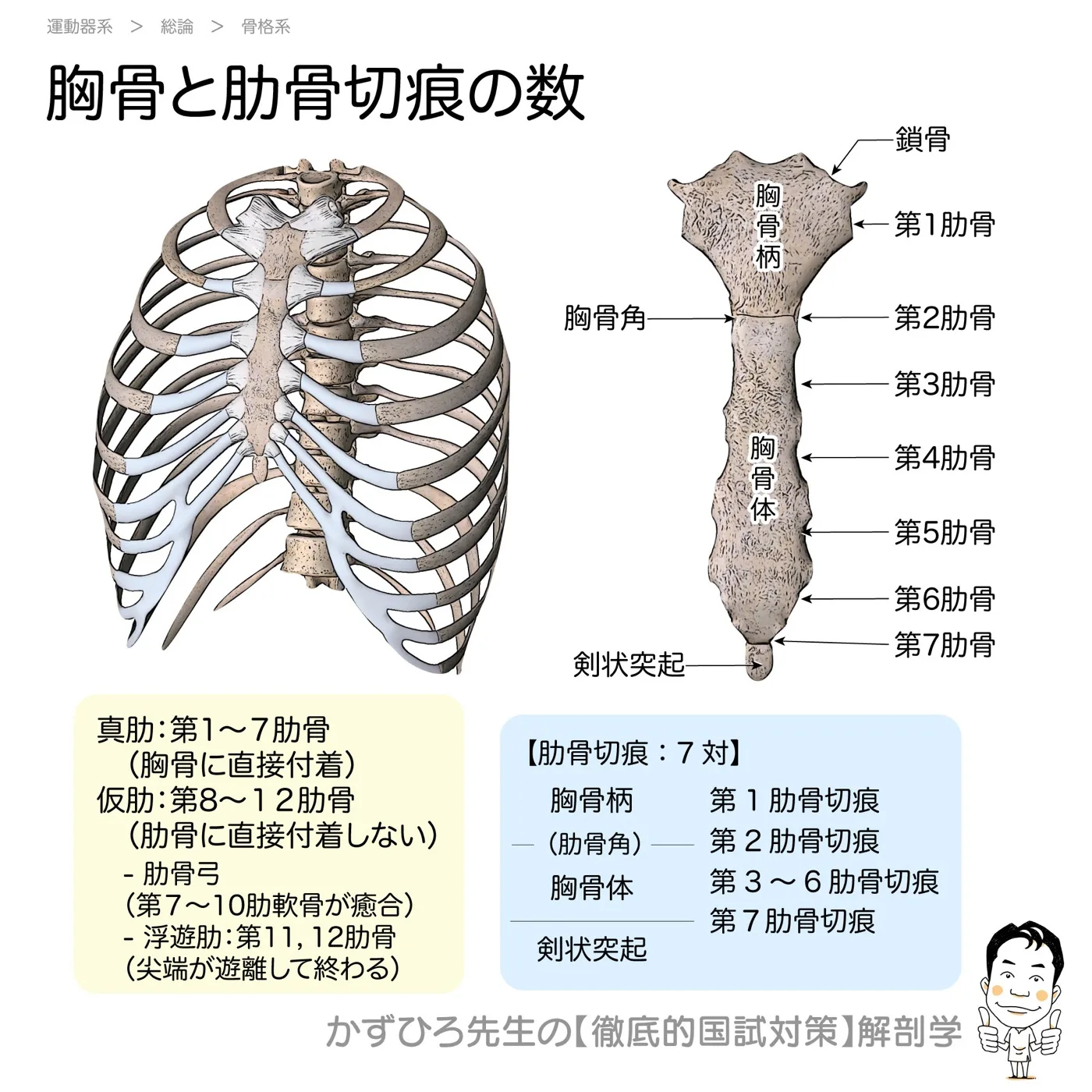 胸骨と肋骨切痕の数
