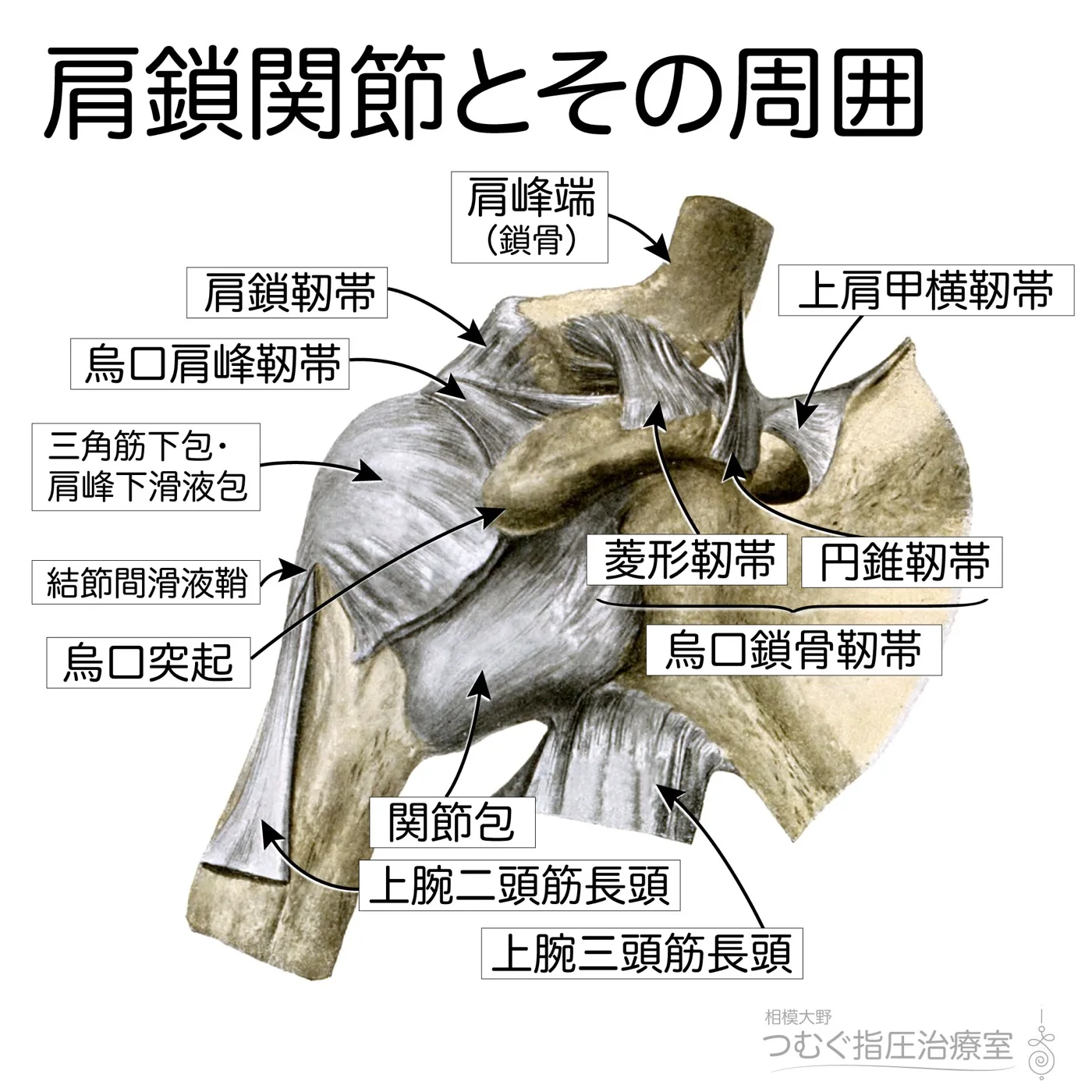 肩鎖関節