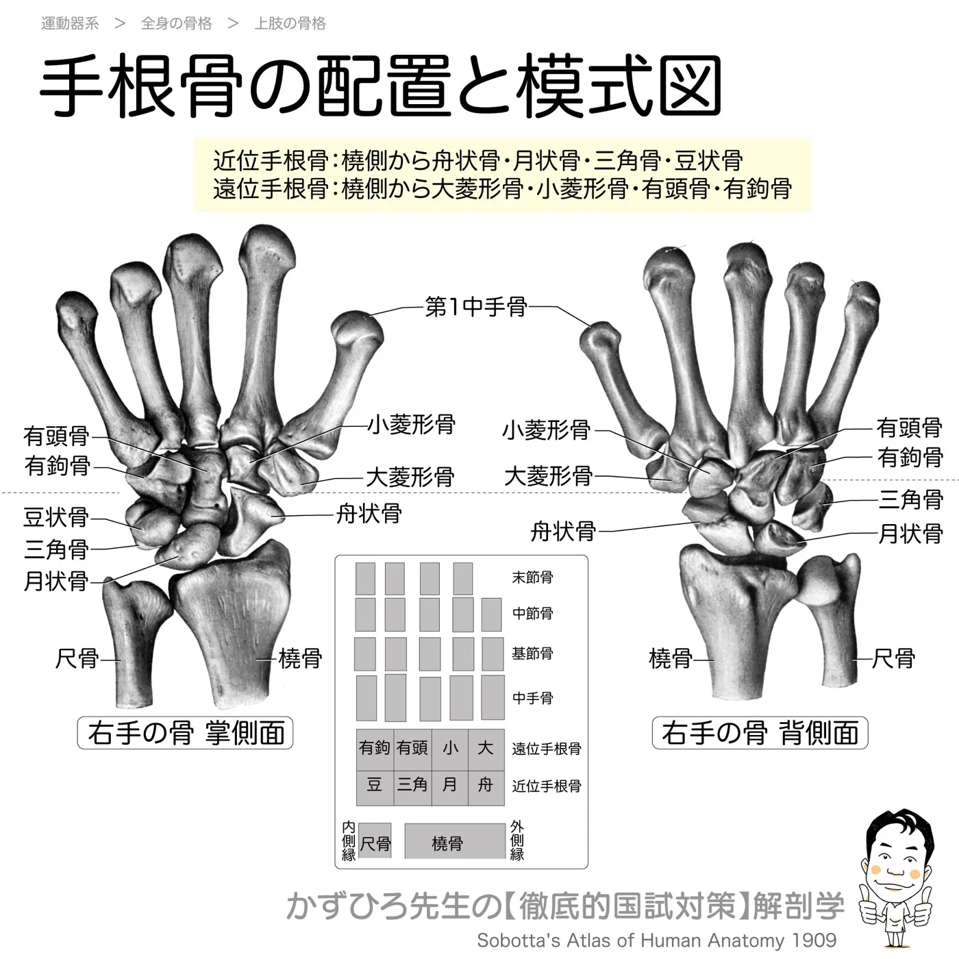 手根骨