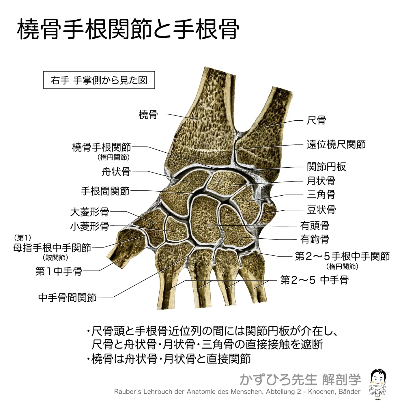 橈骨手根関節と手根骨