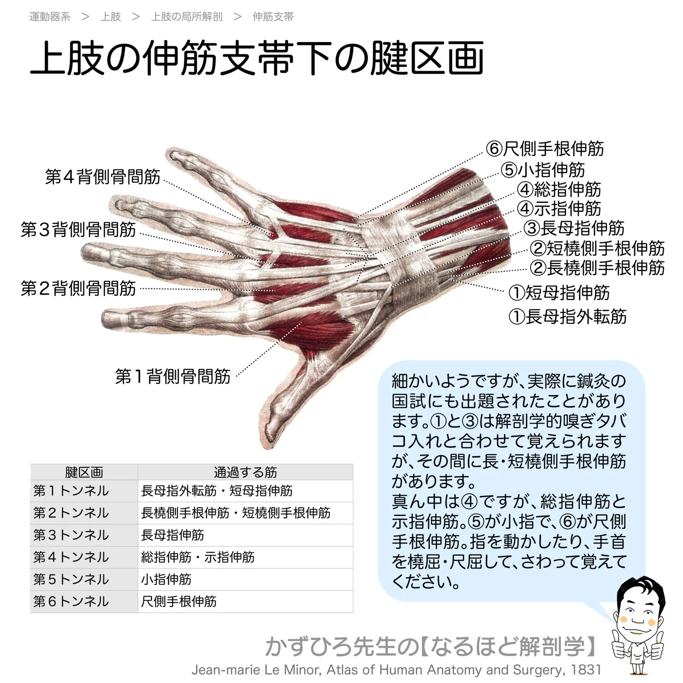 上肢の伸筋支帯下の腱区画
