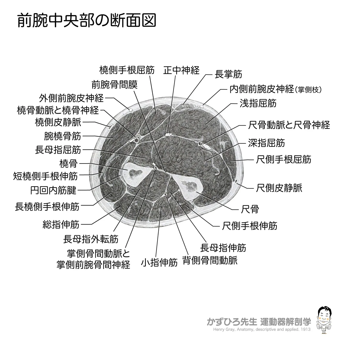 前腕中央部の断面