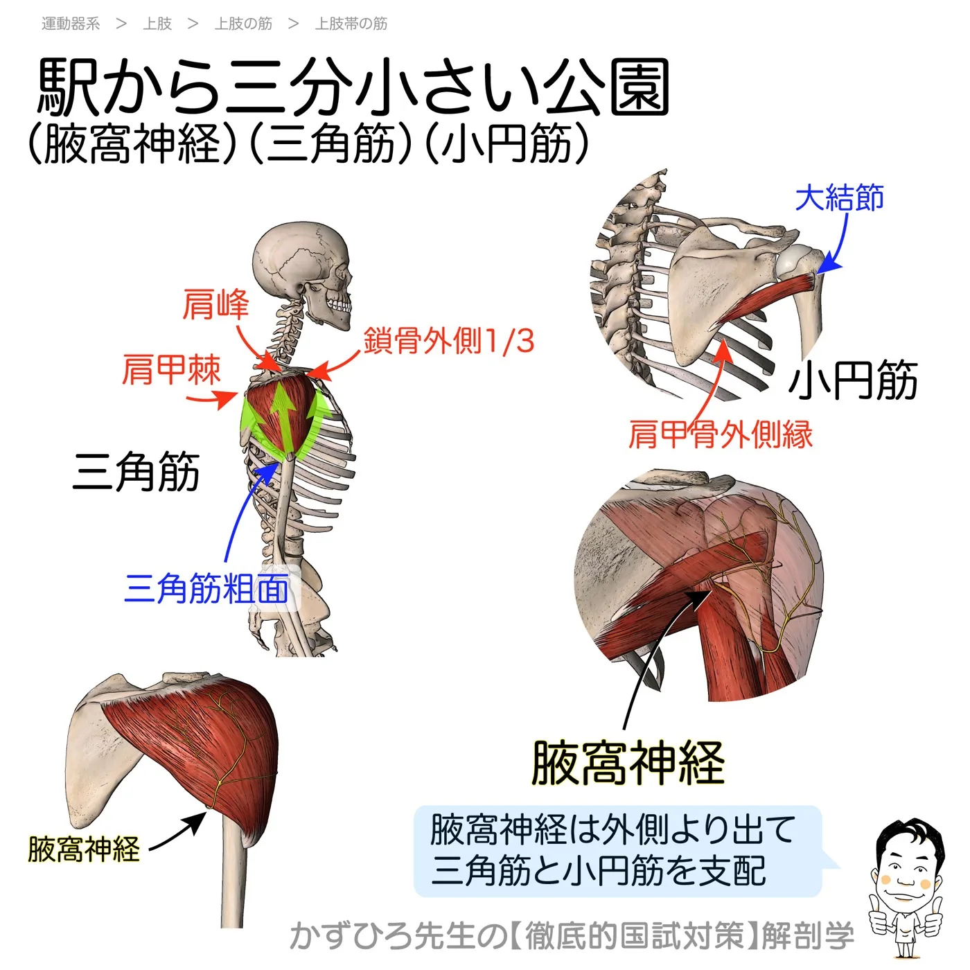 駅から三分小さい公園-腋窩神経・三角筋・小円筋