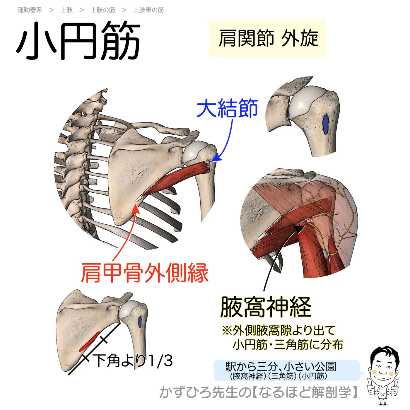 小円筋