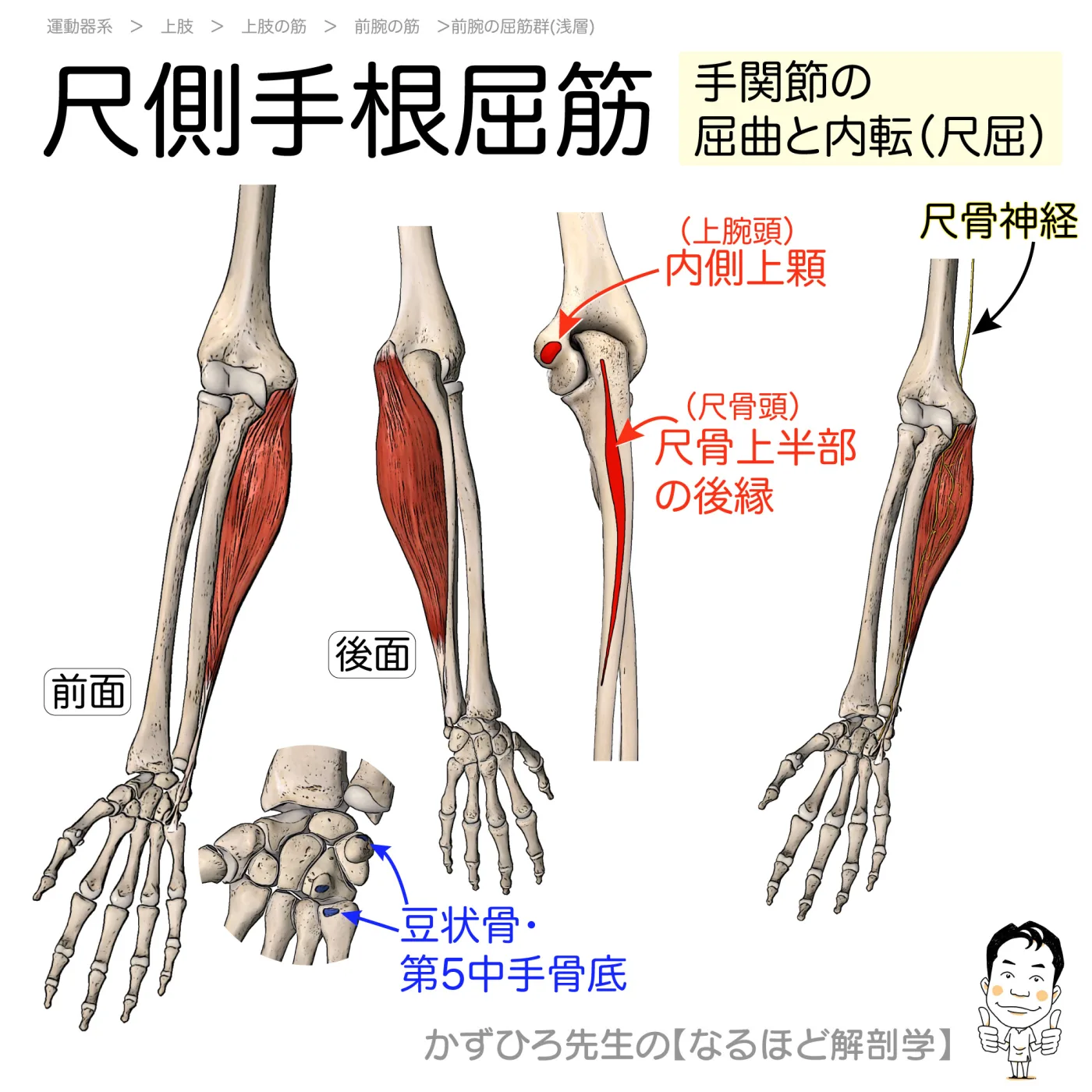 尺側手根屈筋