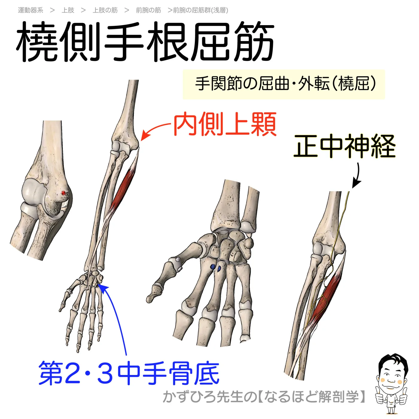 橈側手根屈筋