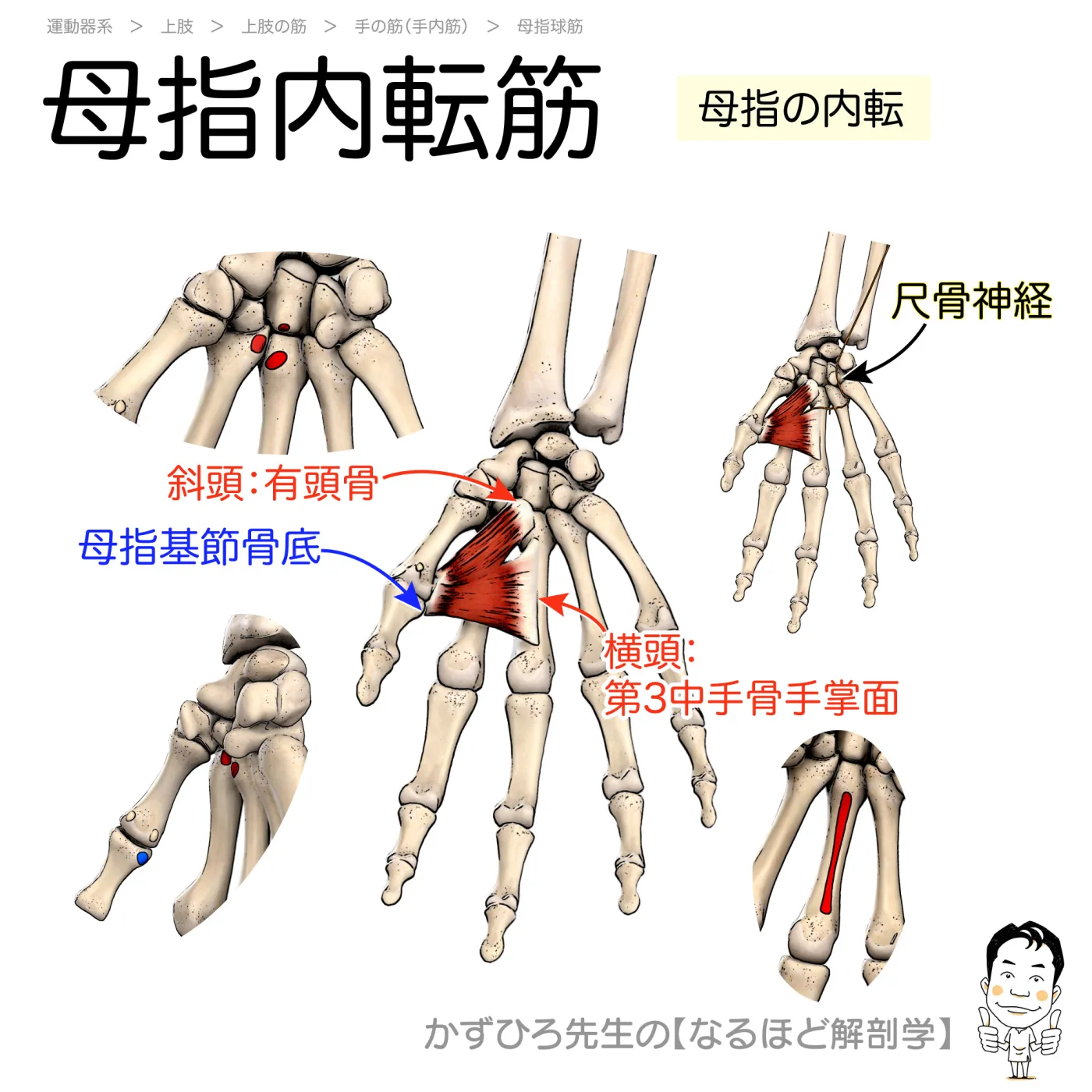 母指内転筋