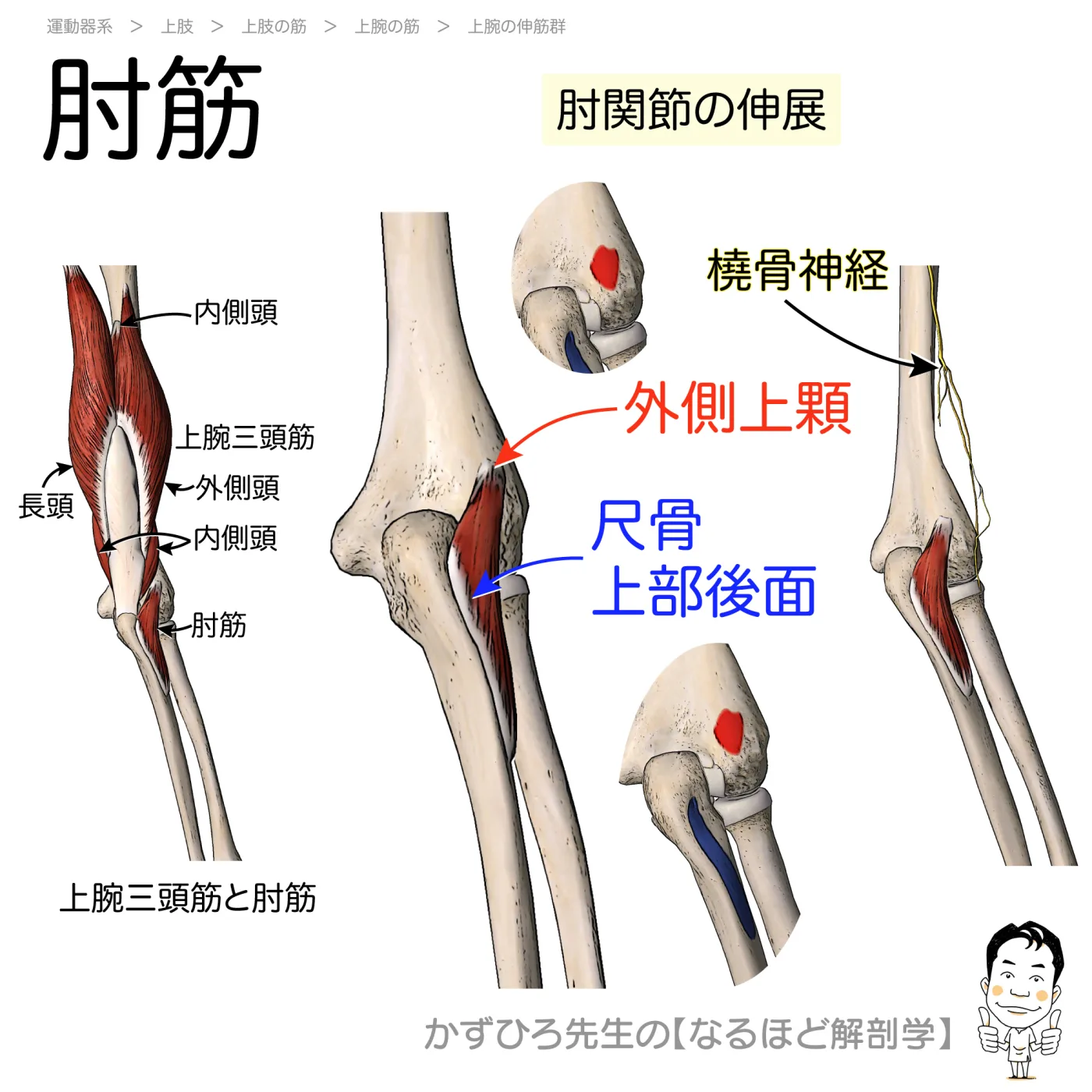 肘筋