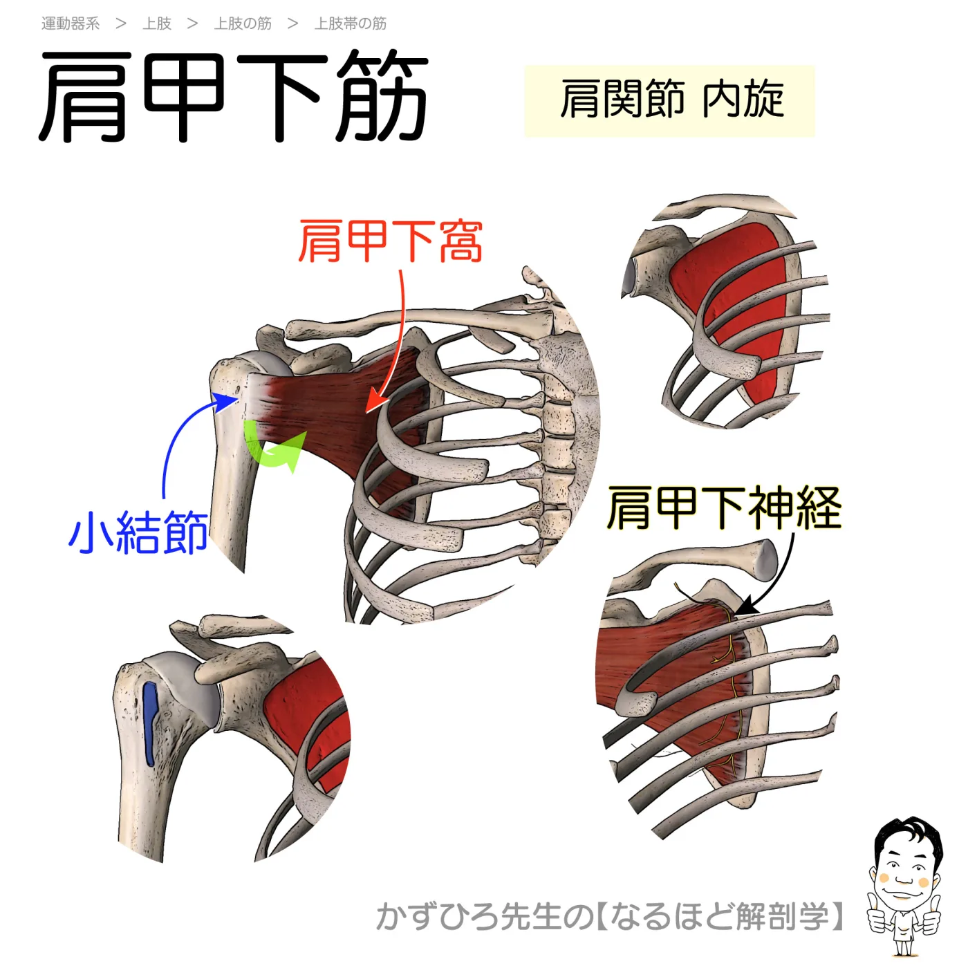肩甲下筋