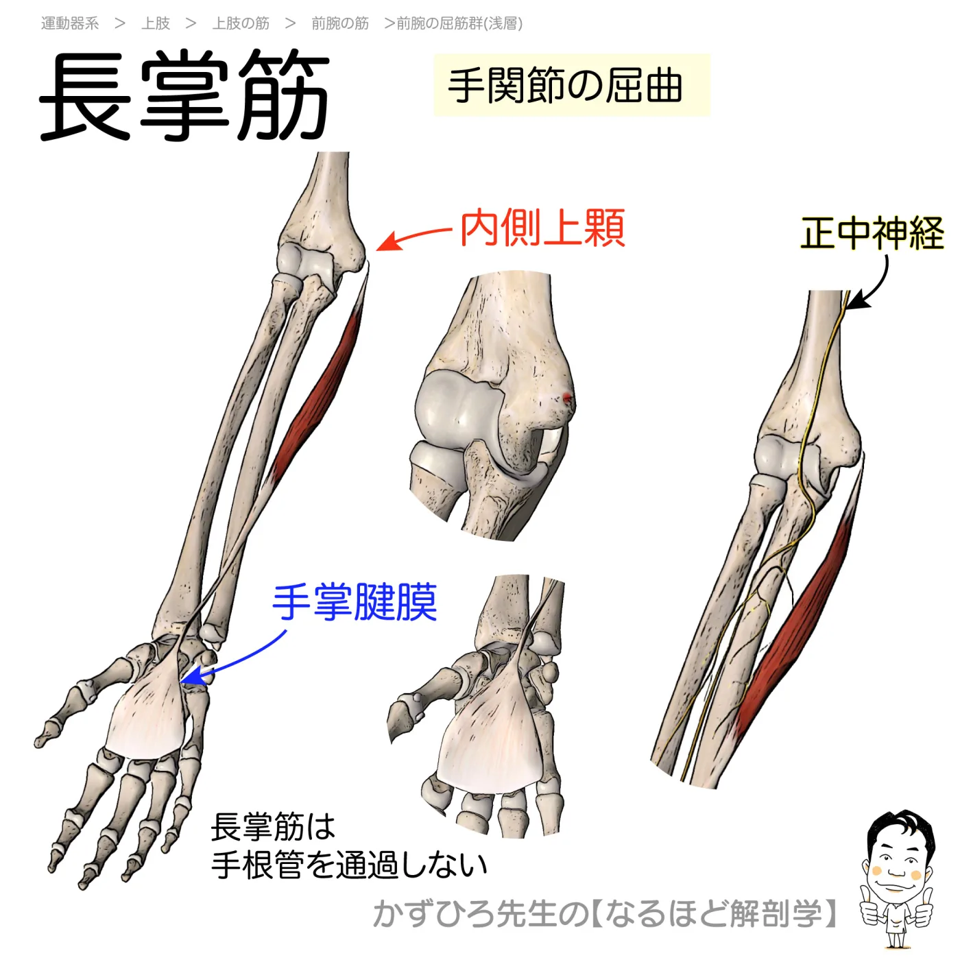 長掌筋