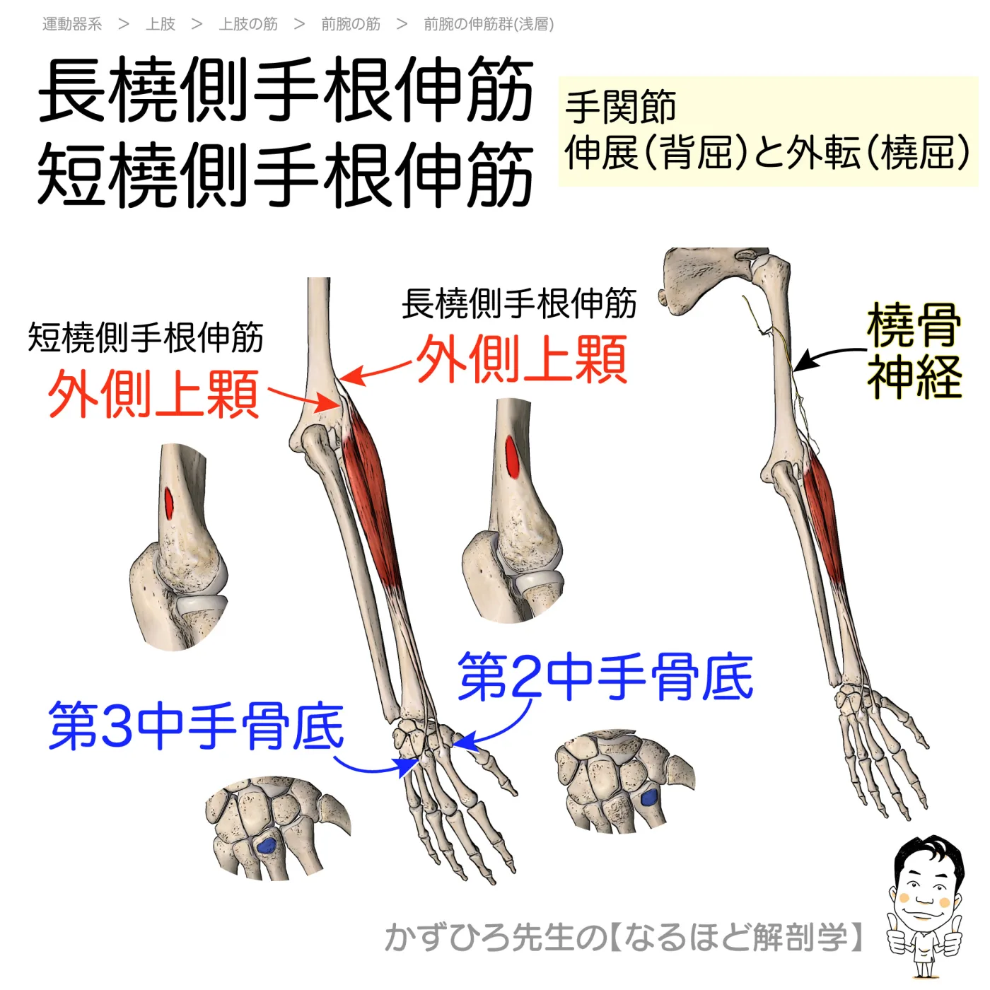 長橈側手根伸筋・短橈側手根伸筋