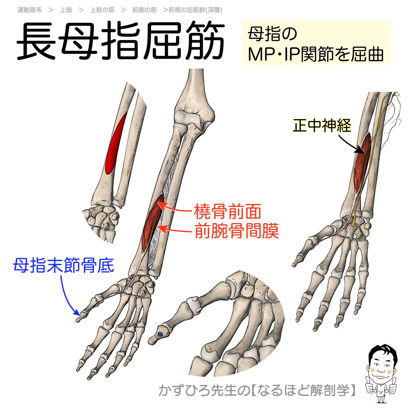 長母指屈筋