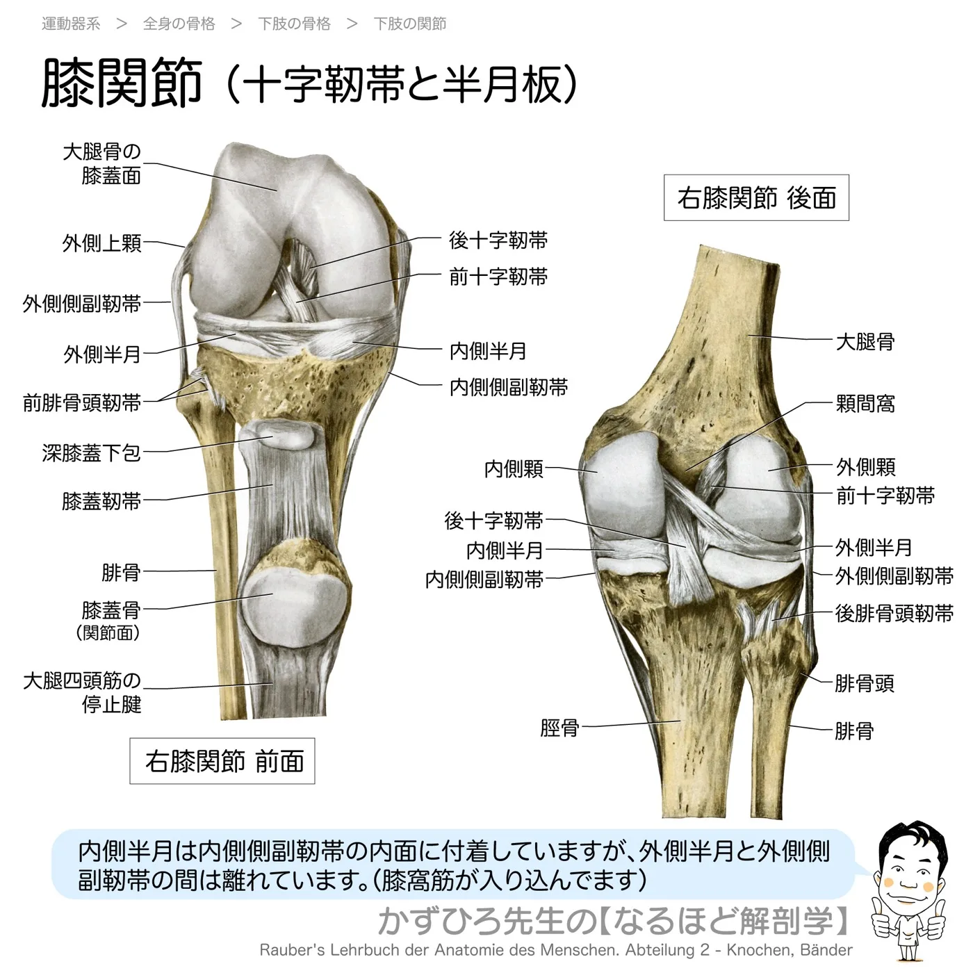 膝関節（十字靭帯と半月板）