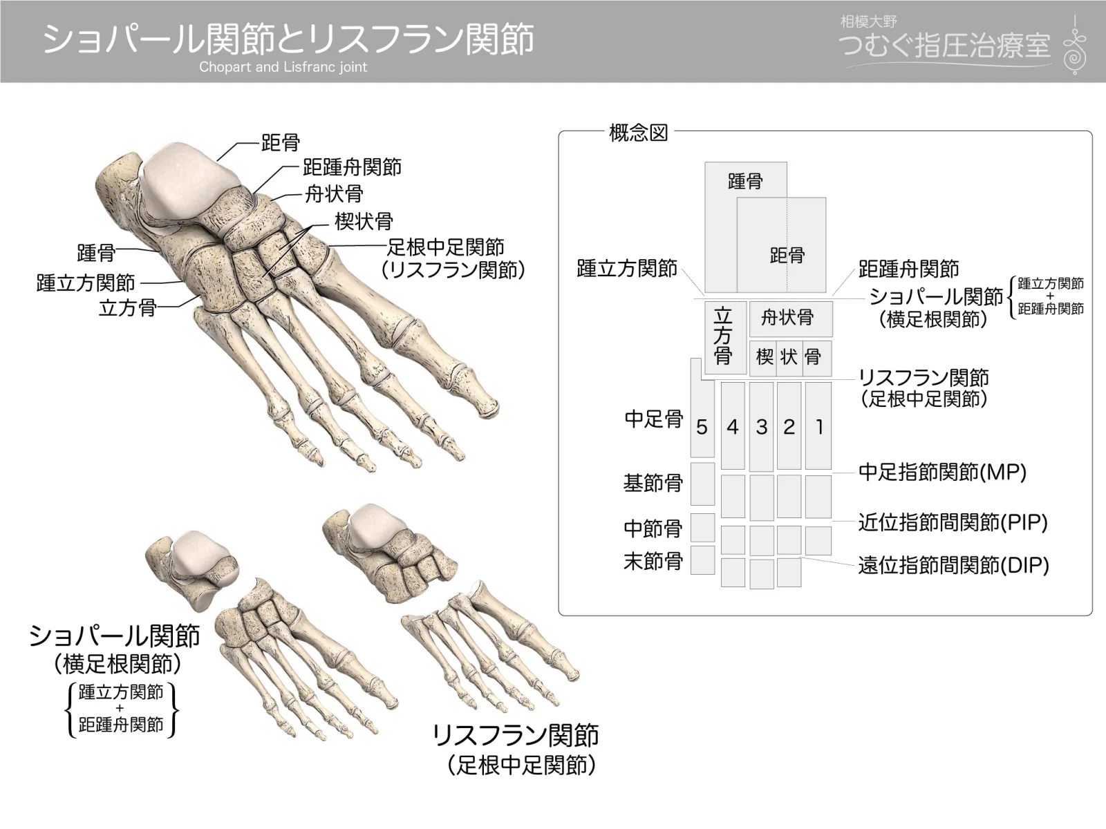 ショパール関節とリスフラン関節