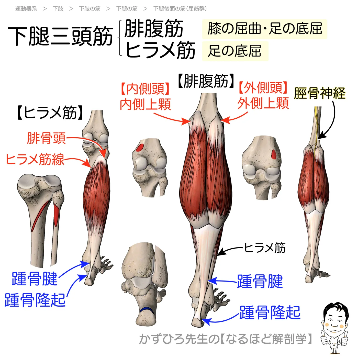 下腿三頭筋（腓腹筋・ヒラメ筋）