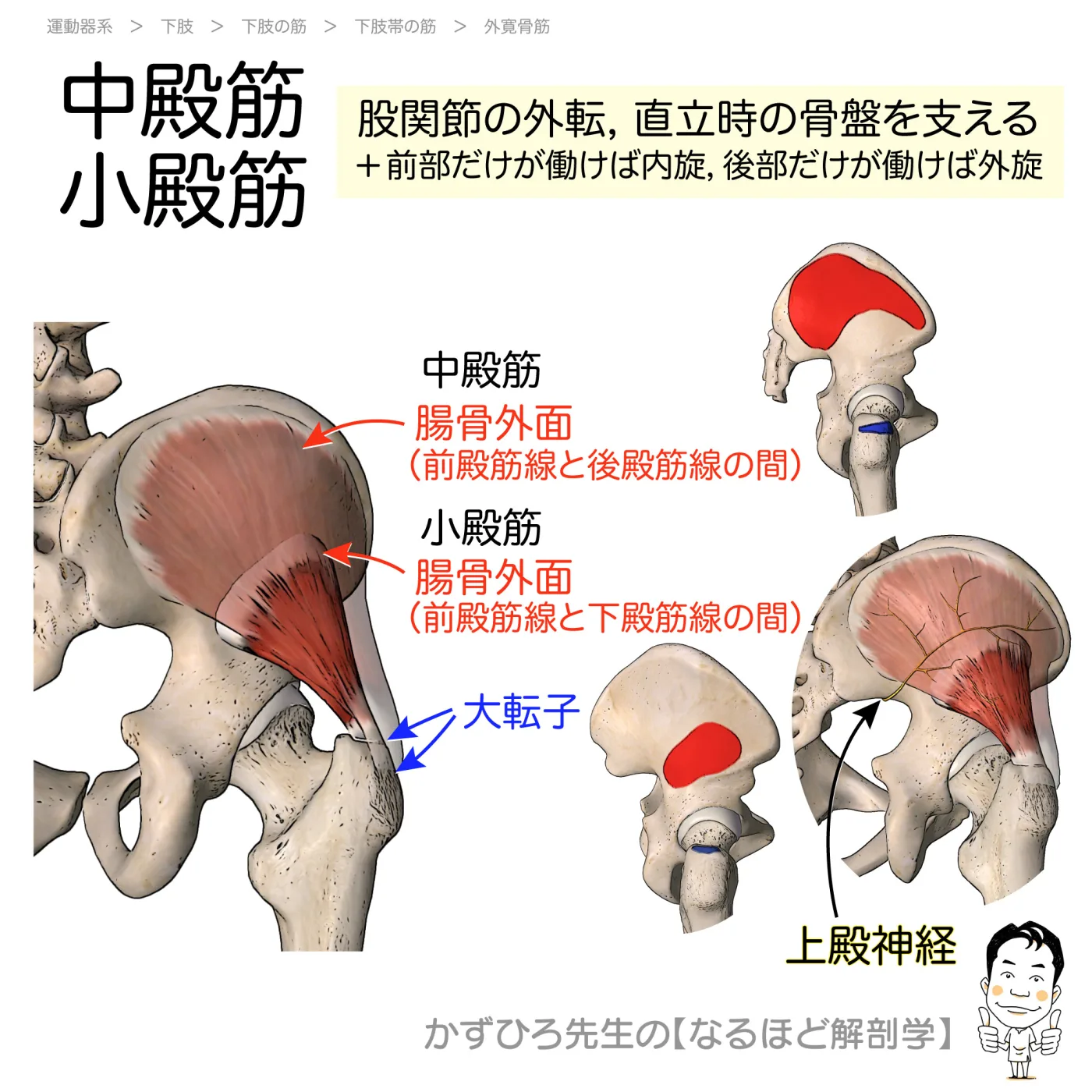 中殿筋と小殿筋