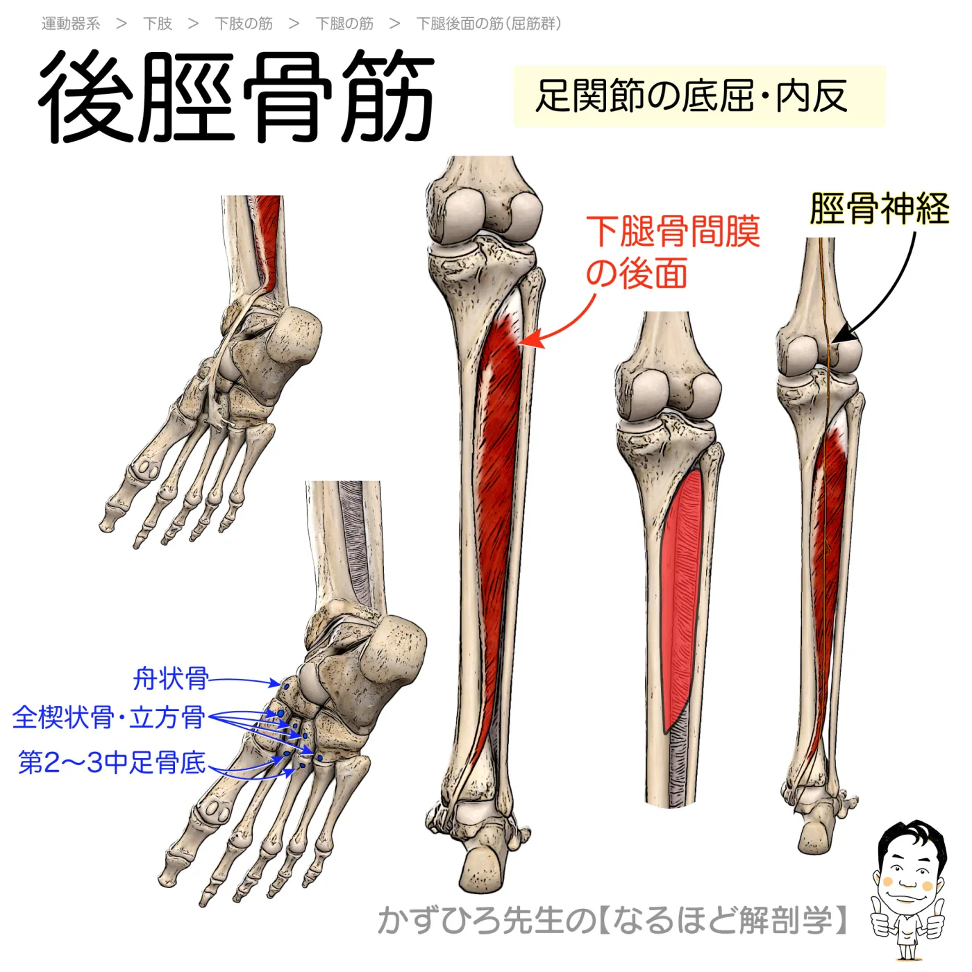 後脛骨筋
