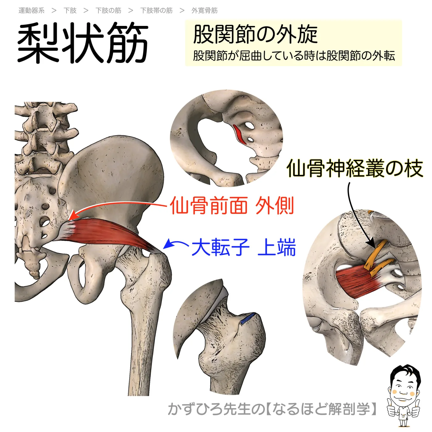 梨状筋