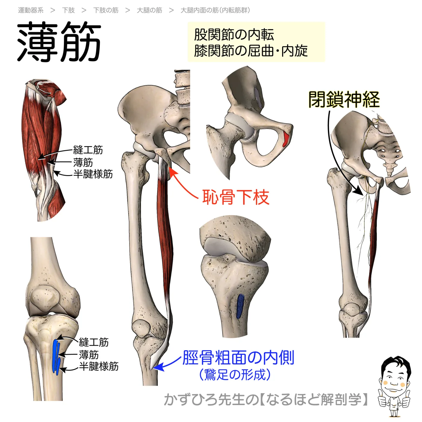 薄筋