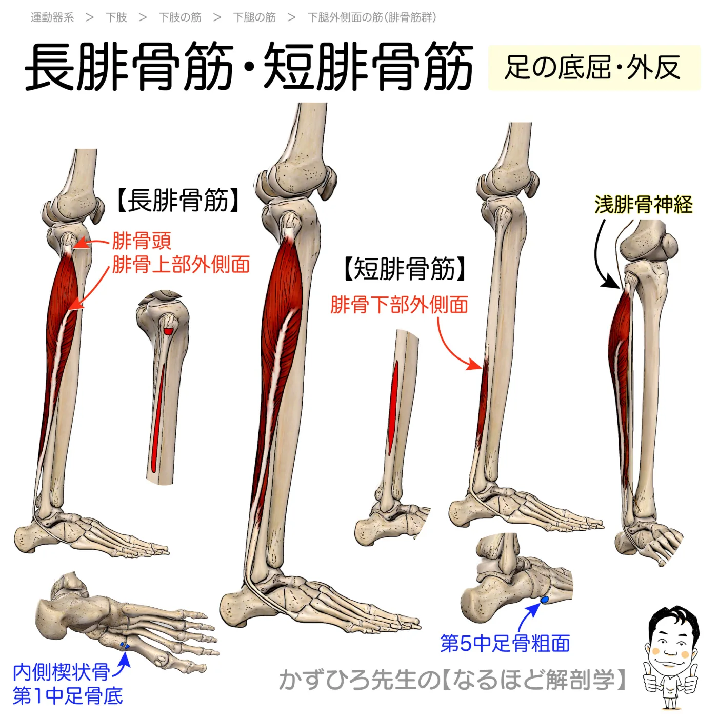 長腓骨筋・短腓骨筋