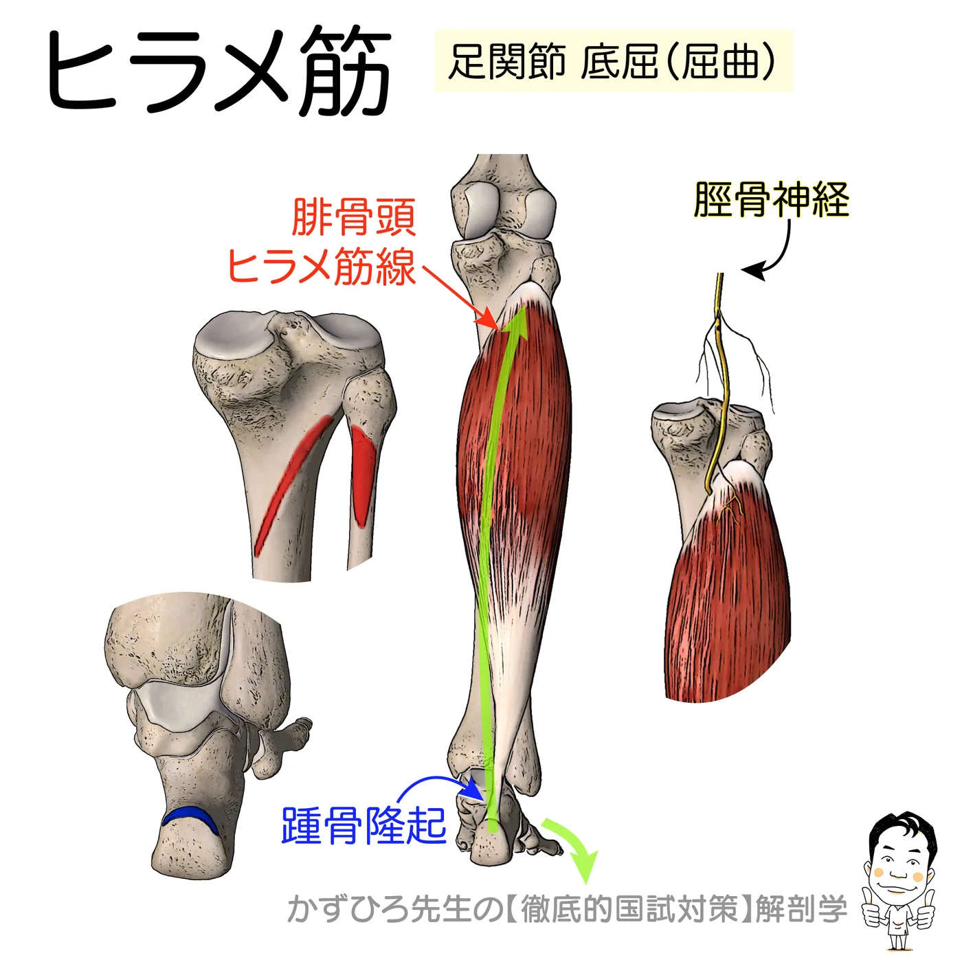 ヒラメ筋