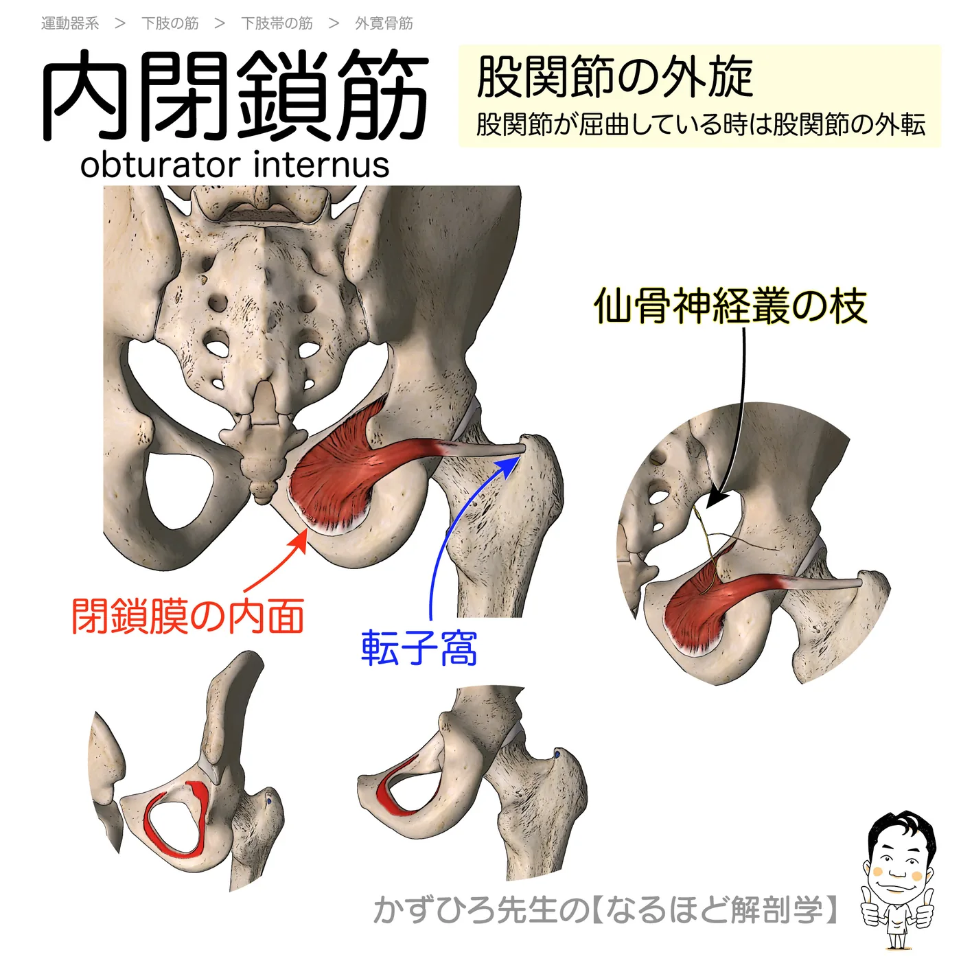 内閉鎖筋