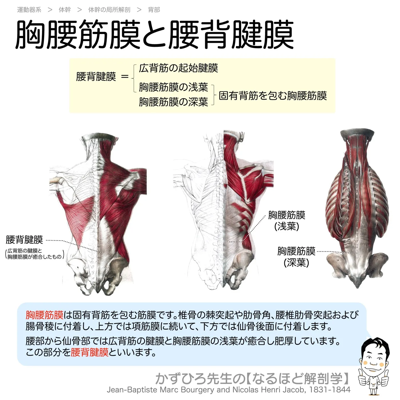 胸腰筋膜と腰背腱膜