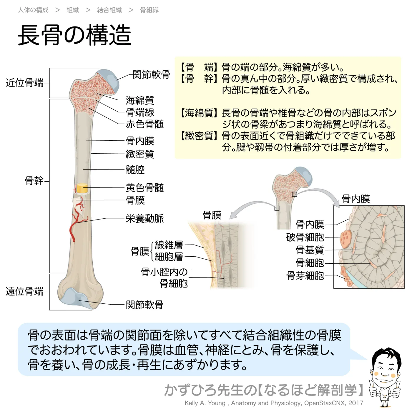 長骨の構造