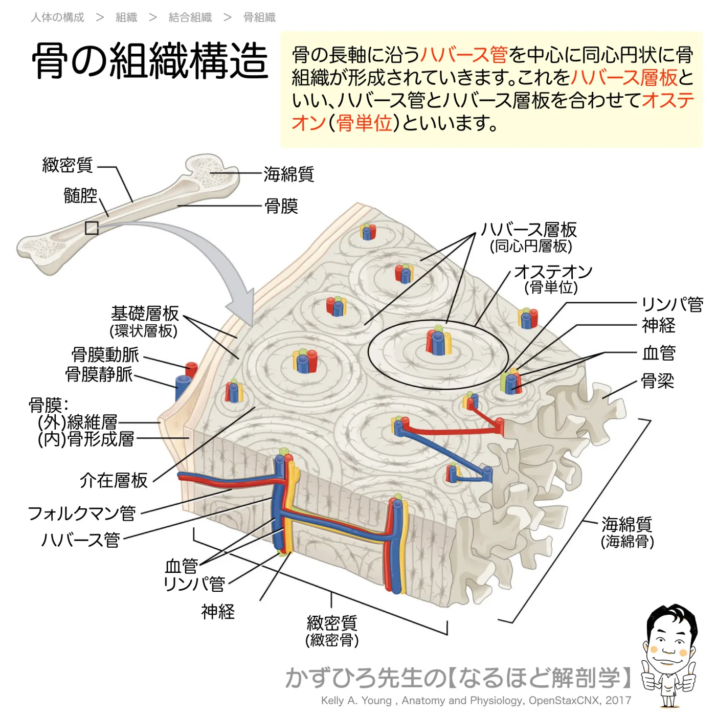 骨の組織構造