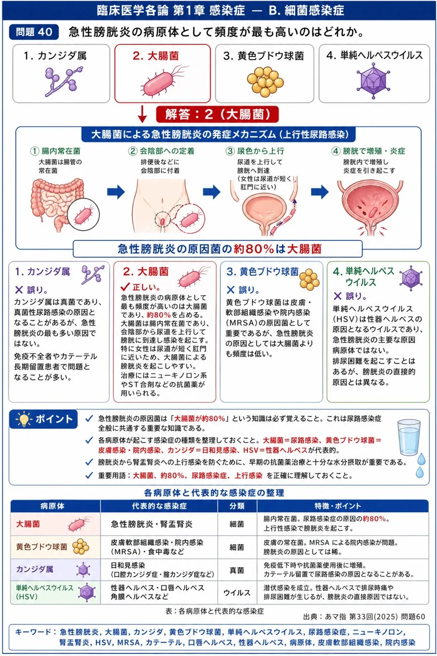 あマ指 第33回(2025) 問題60｜急性膀胱炎の病原体として頻度が最も高いのはどれか。 解説図