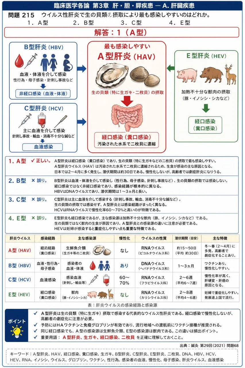 鍼灸 第29回(2021) 問題68｜ウイルス性肝炎で生の貝類の摂取により最も感染しやすいのはどれか。 解説図