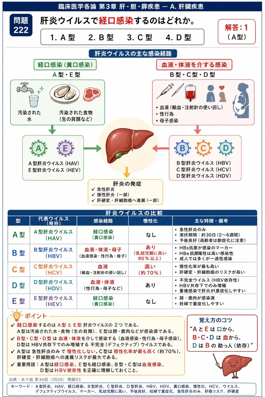 あマ指 第34回(2026) 問題53｜肝炎ウイルスで経口感染するのはどれか。 解説図