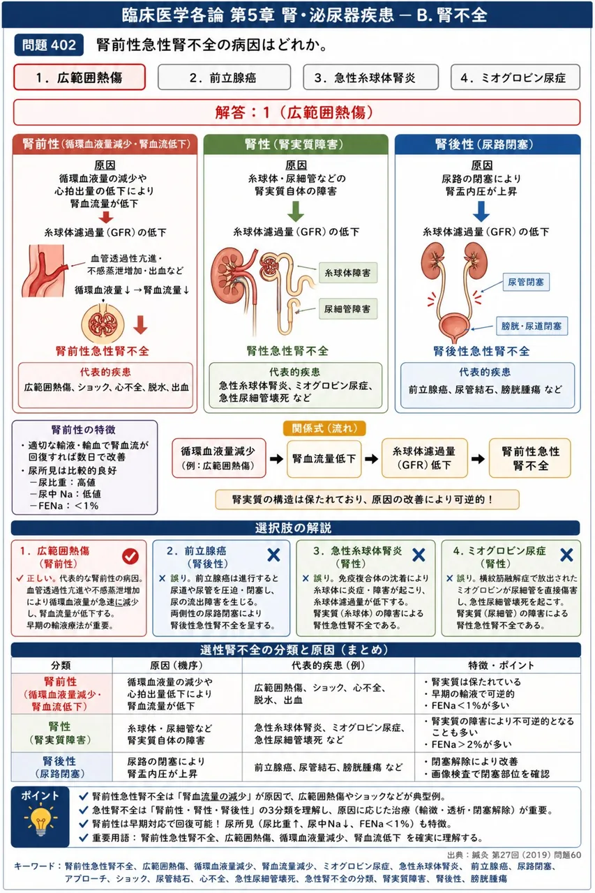 鍼灸 第27回(2019) 問題60｜腎前性急性腎不全の病因はどれか。 解説図