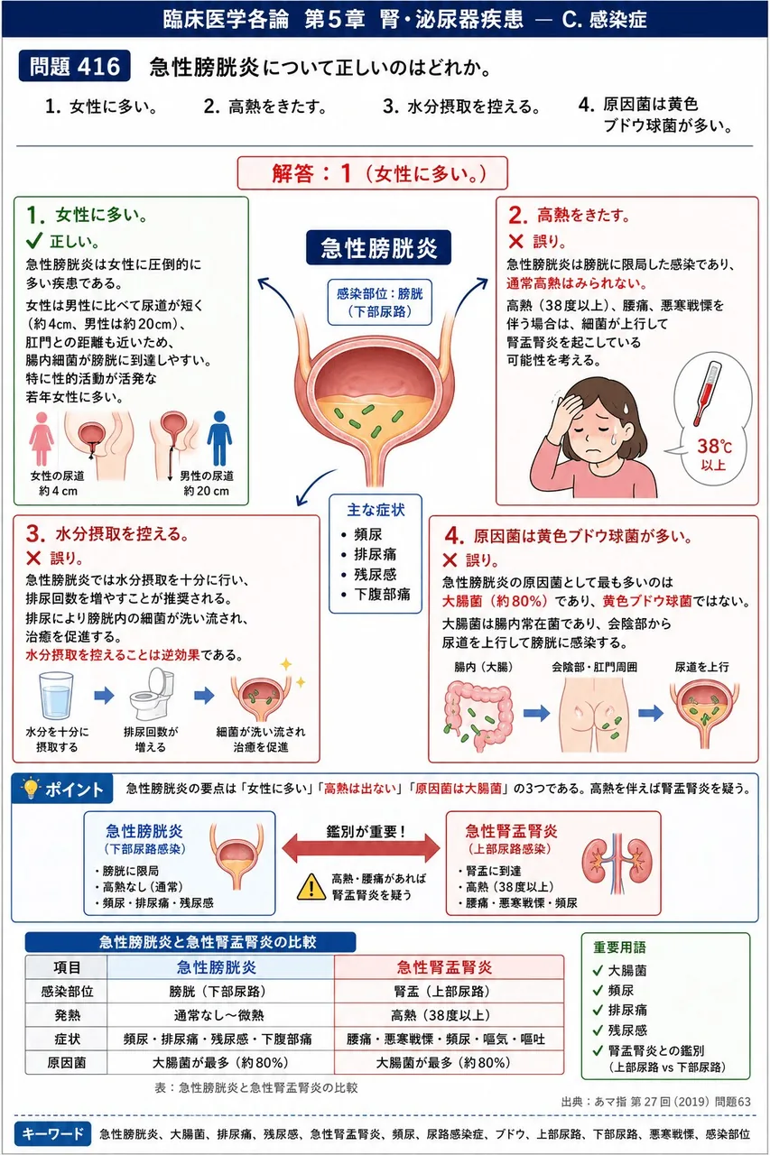 あマ指 第27回(2019) 問題63｜急性膀胱炎について正しいのはどれか。 解説図