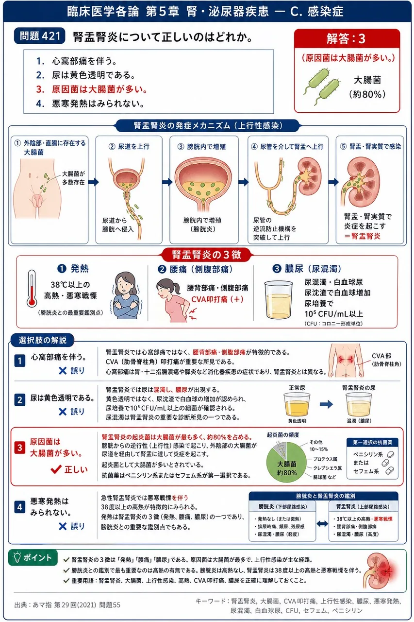 あマ指 第29回(2021) 問題55｜腎盂腎炎について正しいのはどれか。 解説図