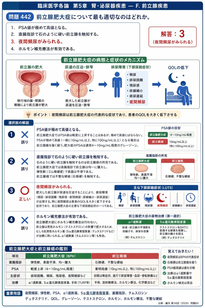 鍼灸 第34回(2026) 問題65｜前立腺肥大症について最も適切なのはどれか。 解説図