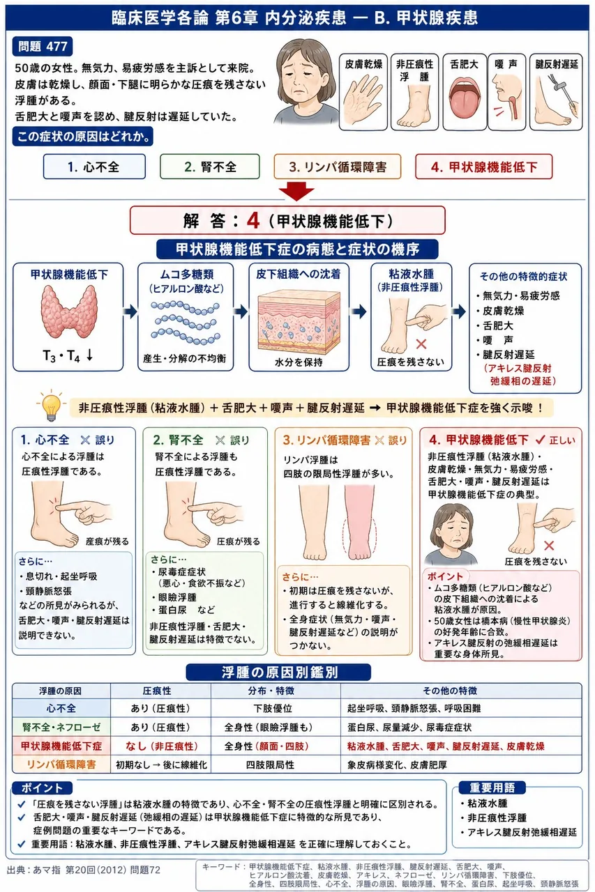 あマ指 第20回(2012) 問題72|「50歳の女性。無気力、易疲労感を主訴として来院。皮膚は乾燥し、顔面・下腿に明らかな圧痕を残さない浮腫がある。舌肥大と嗄声を認め、腱反射は遅延していた。」この症状の原因はどれか。 解説図