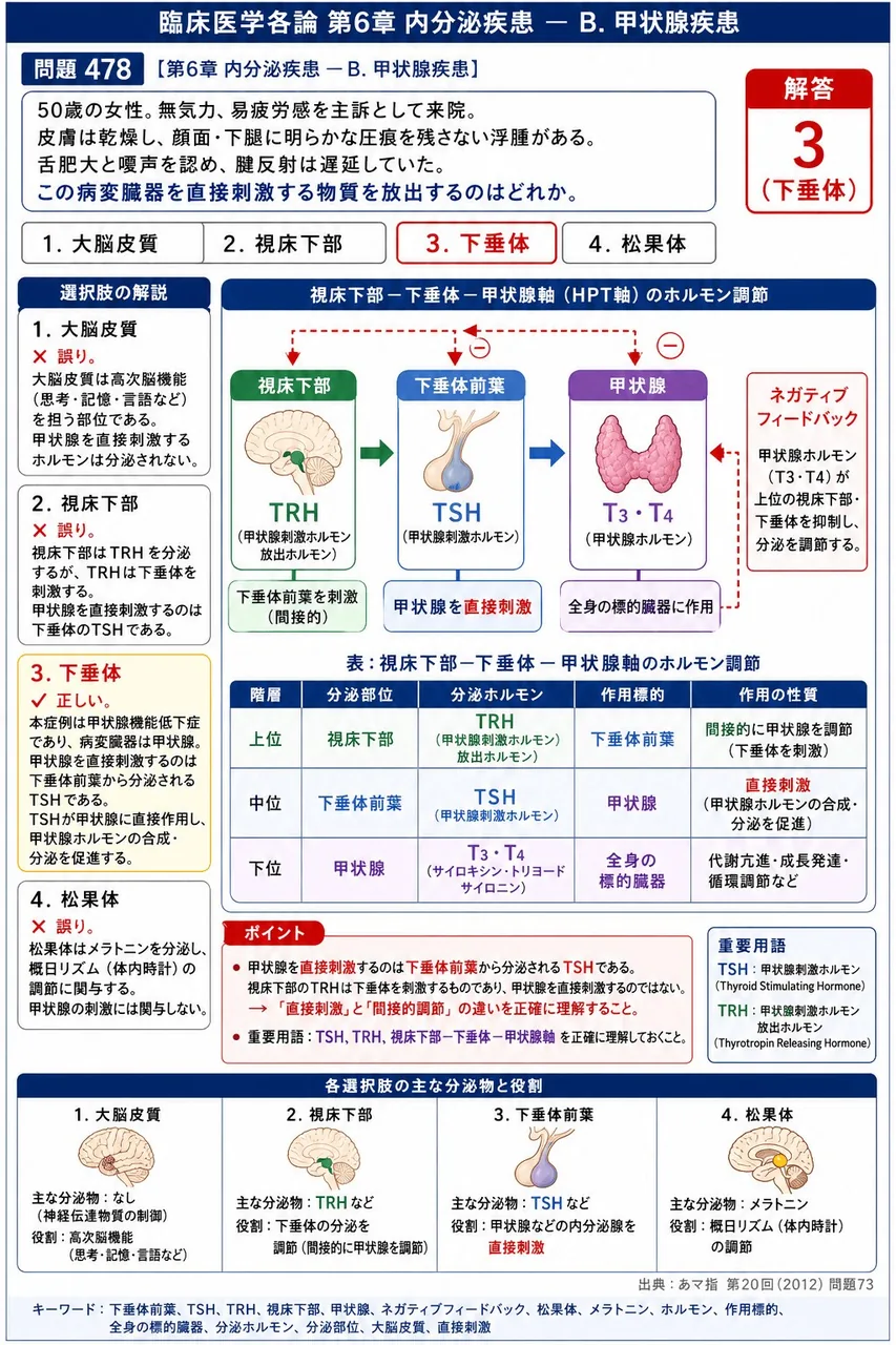 あマ指 第20回(2012) 問題73｜「50歳の女性。無気力、易疲労感を主訴として来院。皮膚は乾燥し、顔面・下腿に明らかな圧痕を残さない浮腫がある。舌肥大と嗄声を認め、腱反射は遅延していた。」この病変臓器を直接刺激する物質を放出するのはどれか。 解説図