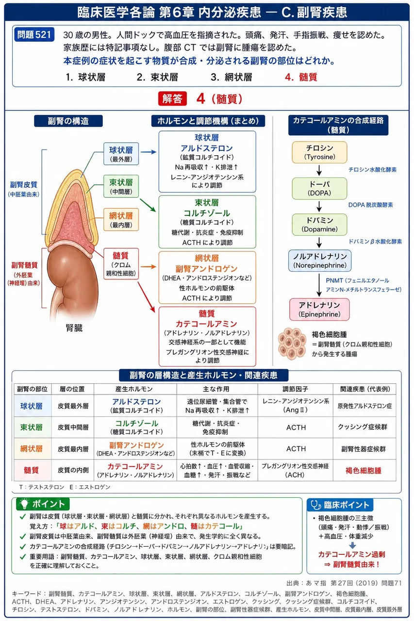 あマ指 第27回(2019) 問題71｜「30 歳の男性。人間ドックで高血圧を指摘された。頭痛、発汗、手指振戦、痩せを認めた。家族歴には特記事項なし。腹部CT では副腎に腫瘍を認めた。」本症例の症状を起こす物質が合成・分泌される副腎の部位はどれか。 解説図