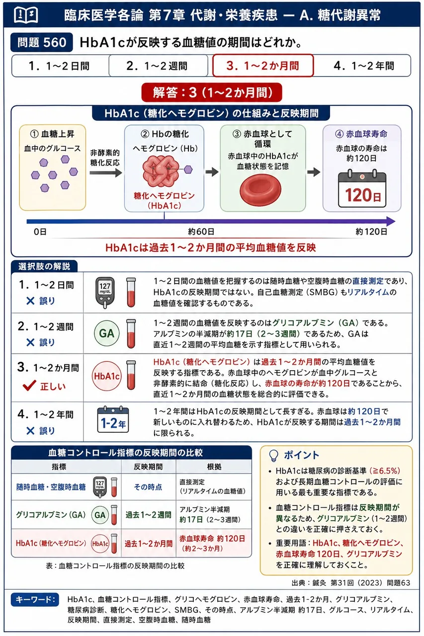 鍼灸 第31回(2023) 問題63｜HbA1cが反映する血糖値の期間はどれか。 解説図