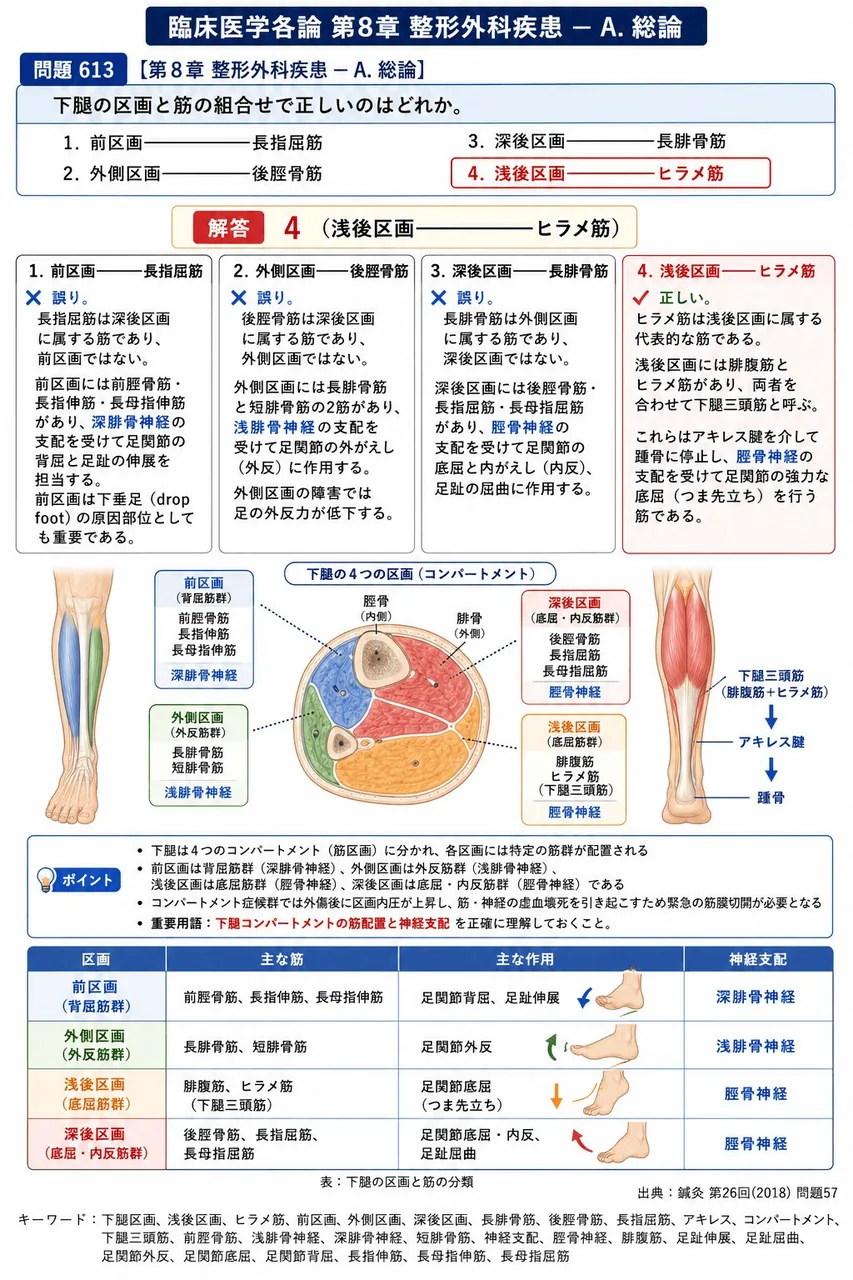 鍼灸 第26回(2018) 問題57｜下腿の区画と筋の組合せで正しいのはどれか。 解説図