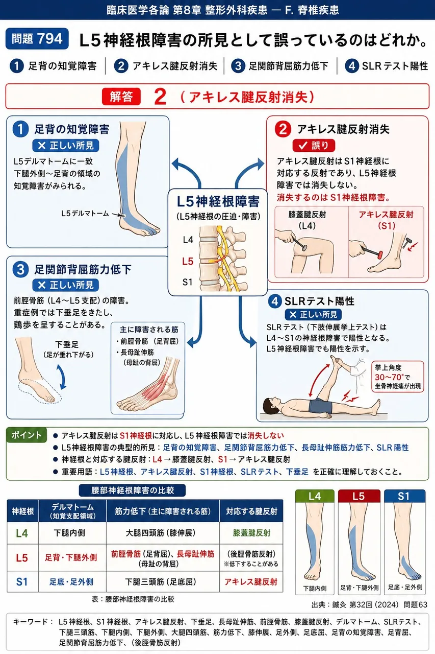 鍼灸 第32回(2024) 問題63｜L5神経根障害の所見として誤っているのはどれか。 解説図