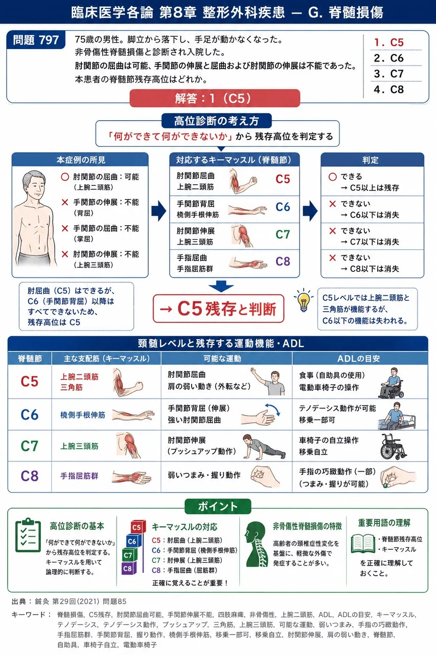 鍼灸 第29回(2021) 問題85｜「75歳の男性。脚立から落下し、手足が動かなくなった。非骨傷性脊髄損傷と診断され入院した。肘関節の屈曲は可能、手関節の伸展と屈曲および肘関節の伸展は不能であった。」本患者の脊髄節残存高位はどれか。 解説図