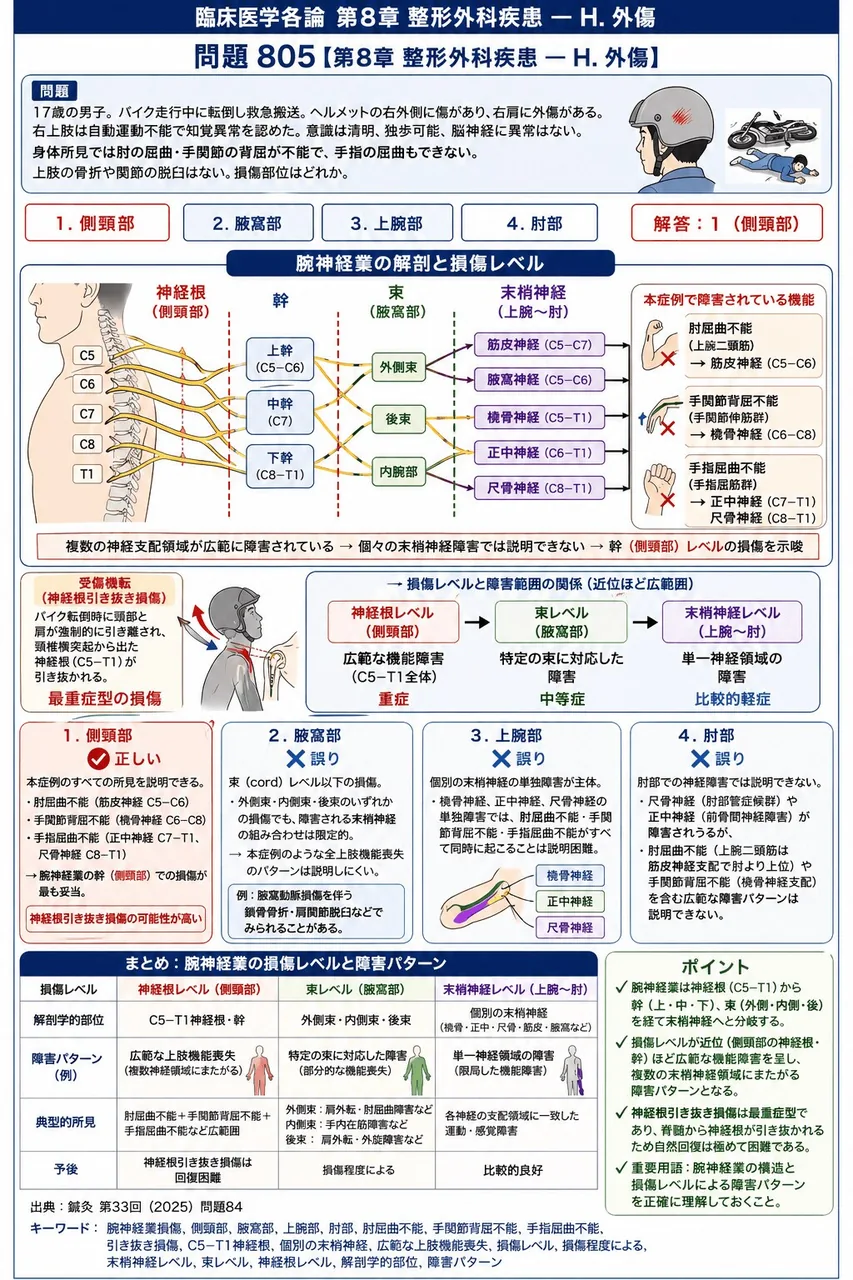 鍼灸 第33回(2025) 問題84｜次の症例について、「17歳の男子。バイク走行中に転倒し救急搬送。ヘルメットの右外側に傷があり、右肩に外傷がある。右上肢は自動運動不能で知覚異常を認めた。意識は清明、独歩可能、脳神経に異常はない。」身体所見では肘の屈曲・手関節の背屈が不能で、手指の屈曲もできない。上肢の骨折や関節の脱臼はない。損傷部位はどれか。 解説図
