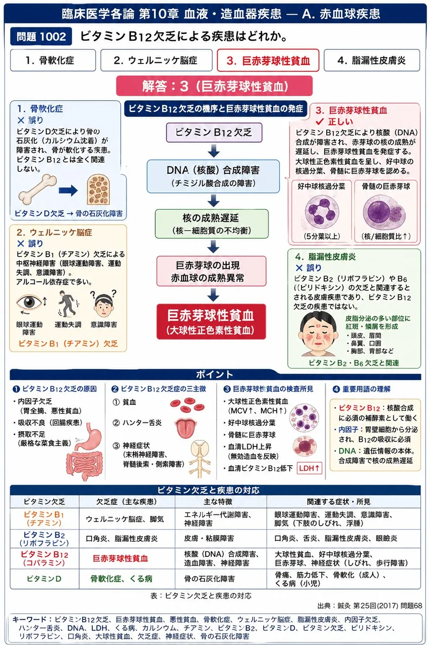 鍼灸 第25回(2017) 問題68|ビタミンB12欠乏による疾患はどれか。 解説図