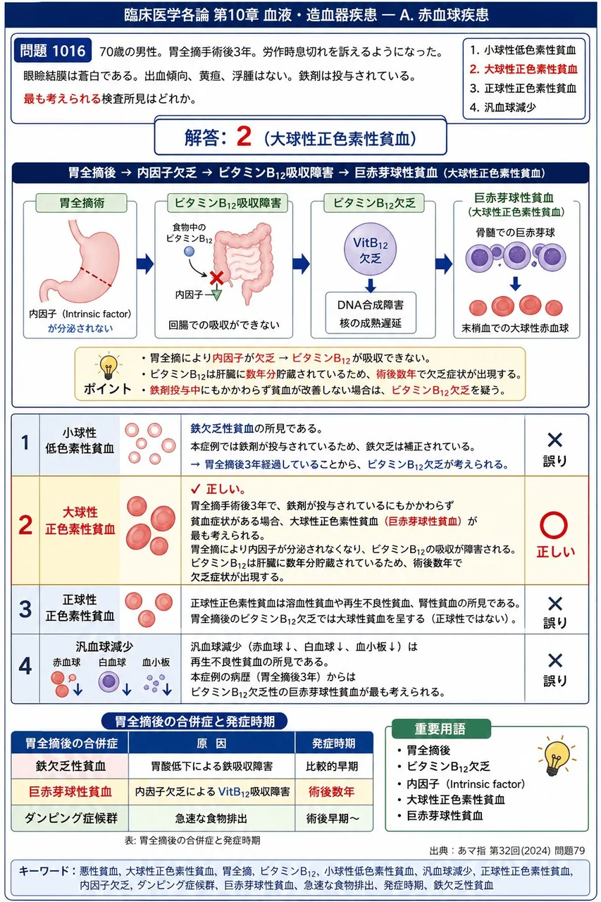 あマ指 第32回(2024) 問題79｜次の文で示す症例について、問いに答えよ。「70歳の男性。胃全摘手術後3年。労作時息切れを訴えるようになった。眼瞼結膜は蒼白である。出血傾向、黄疸、浮腫はない。鉄剤は投与されている。」最も考えられる検査所見はどれか。 解説図