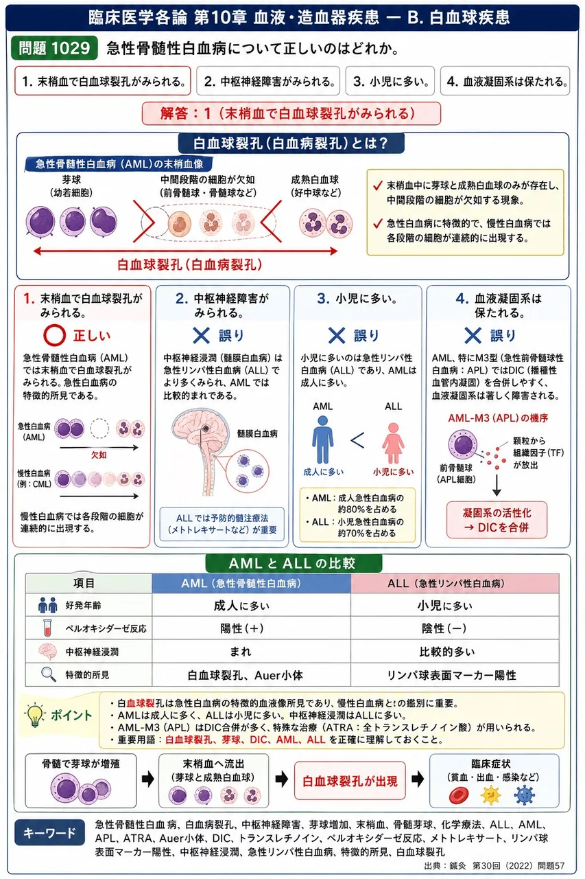 鍼灸 第30回(2022) 問題57｜急性骨髄性白血病について正しいのはどれか。 解説図