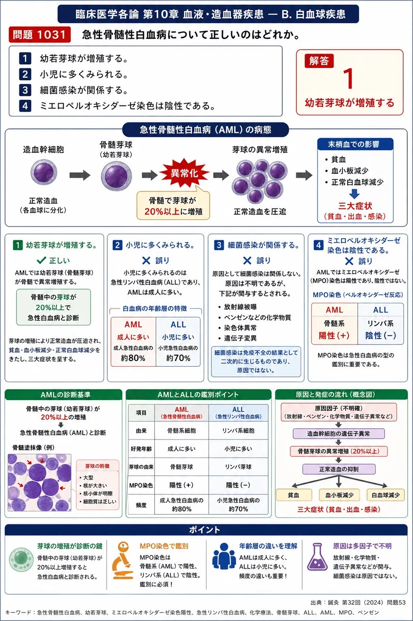 鍼灸 第32回(2024) 問題53｜急性骨髄性白血病について正しいのはどれか。 解説図